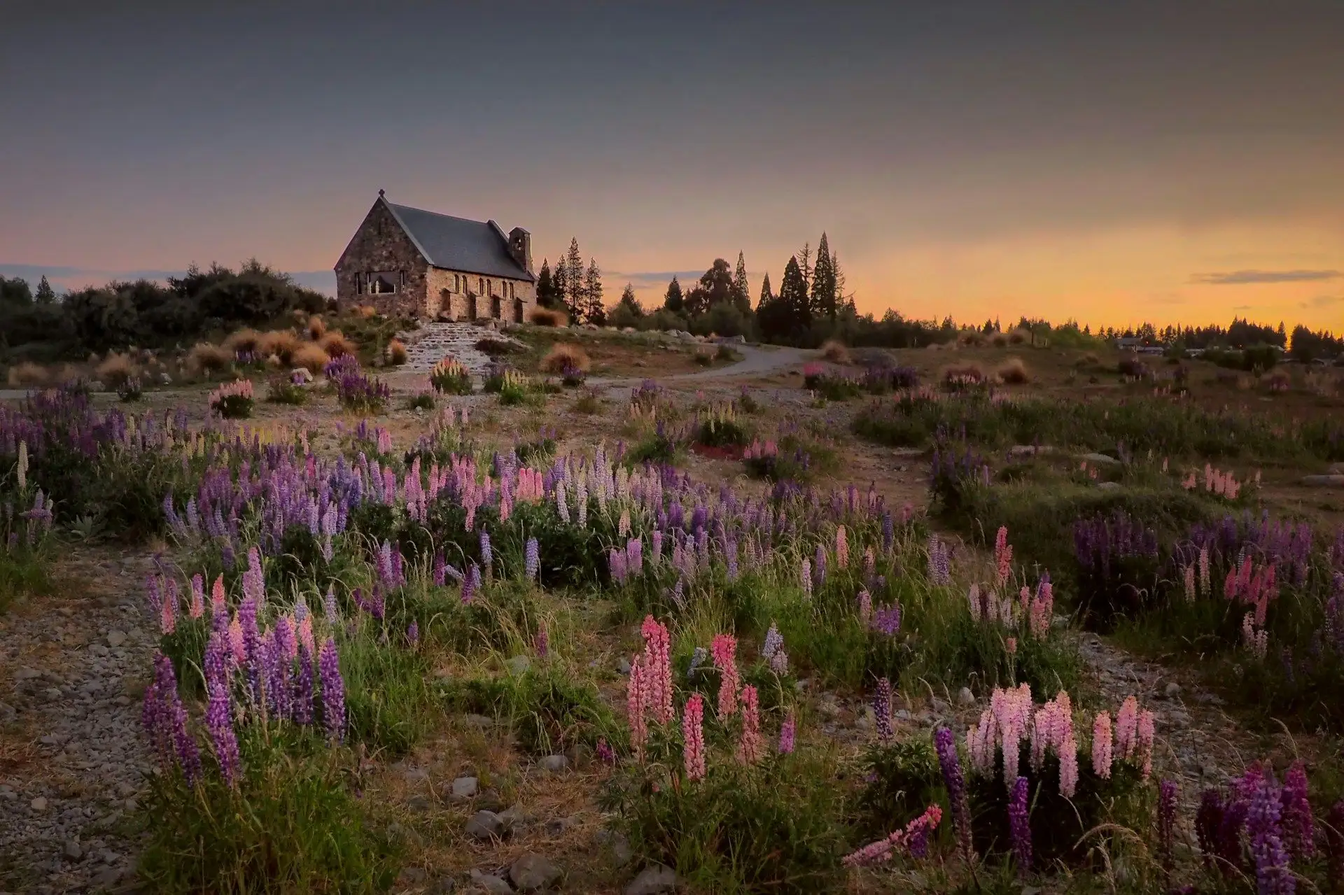 The Church of the Good Shepherd above pink and purple lupins at sunset, Lake Tekapo