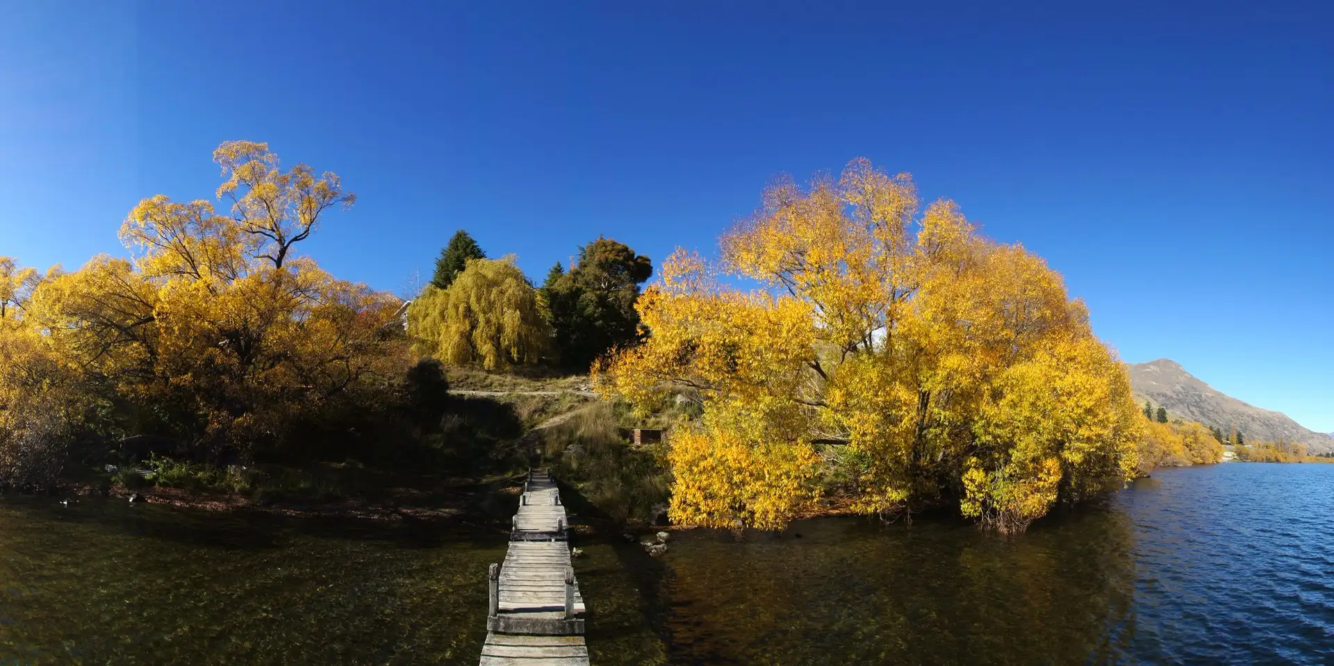 Wooden boardwalk between glowing golden autumn willows at Lake Hayes