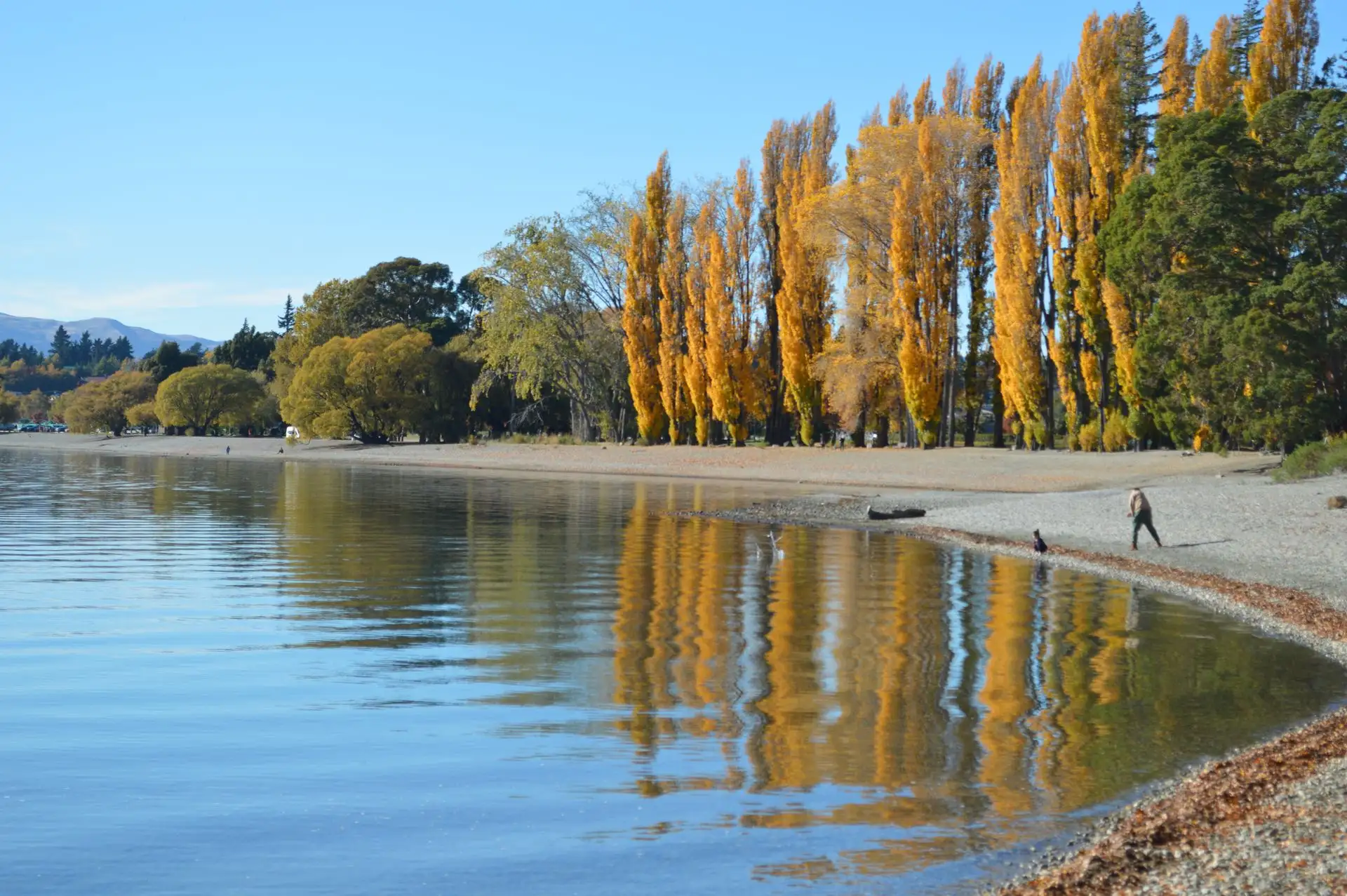 Golden poplars reflected along the shore of Lake Wanaka
