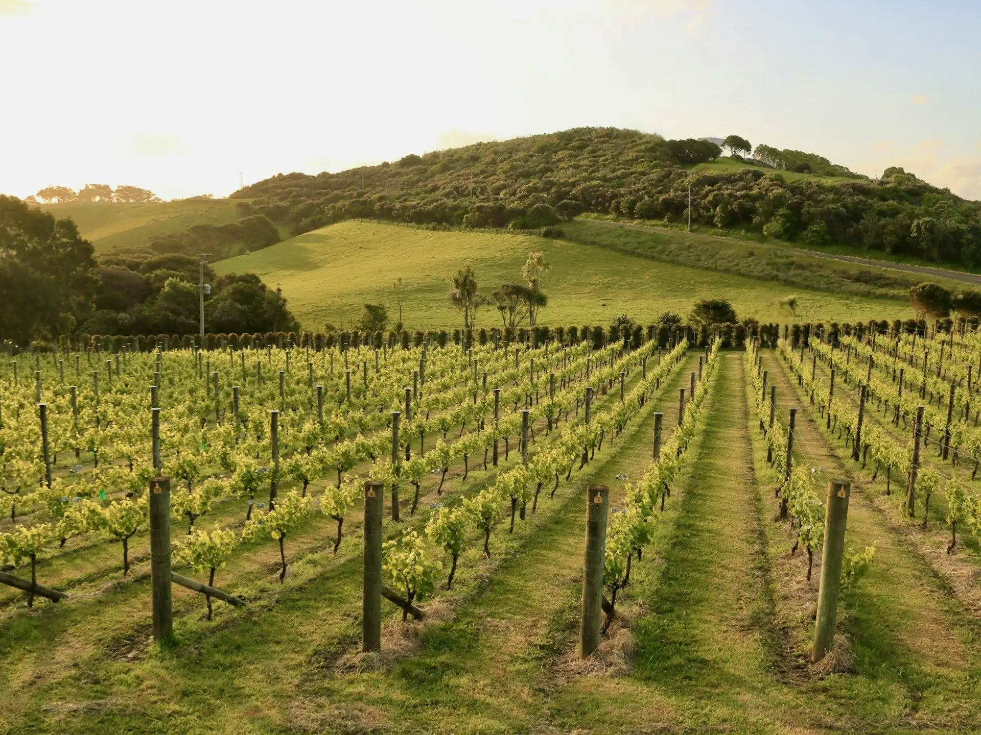 Vineyard rows on a rolling hill in golden evening light
