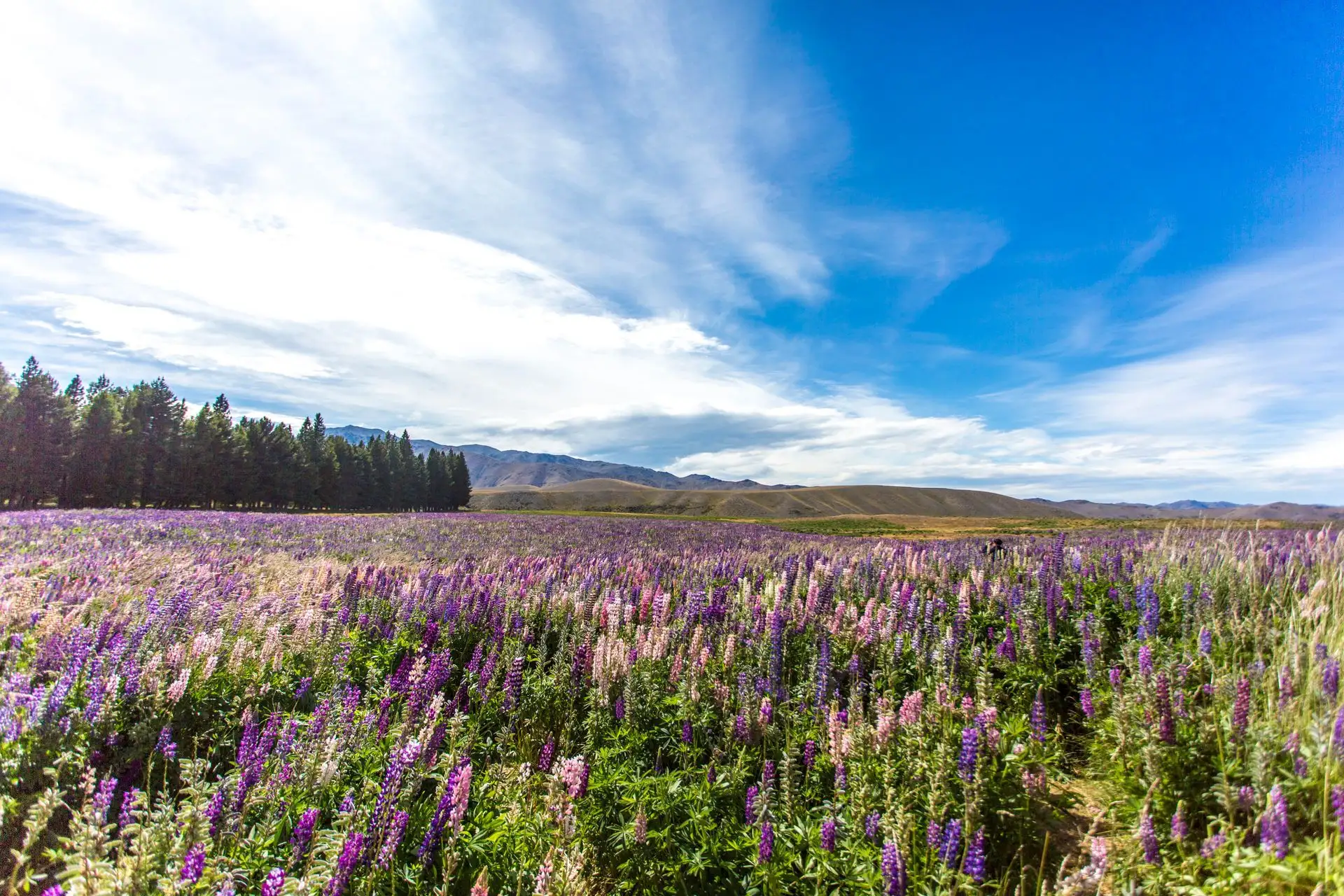 A wide field of lupins under a big blue sky at Lake Tekapo