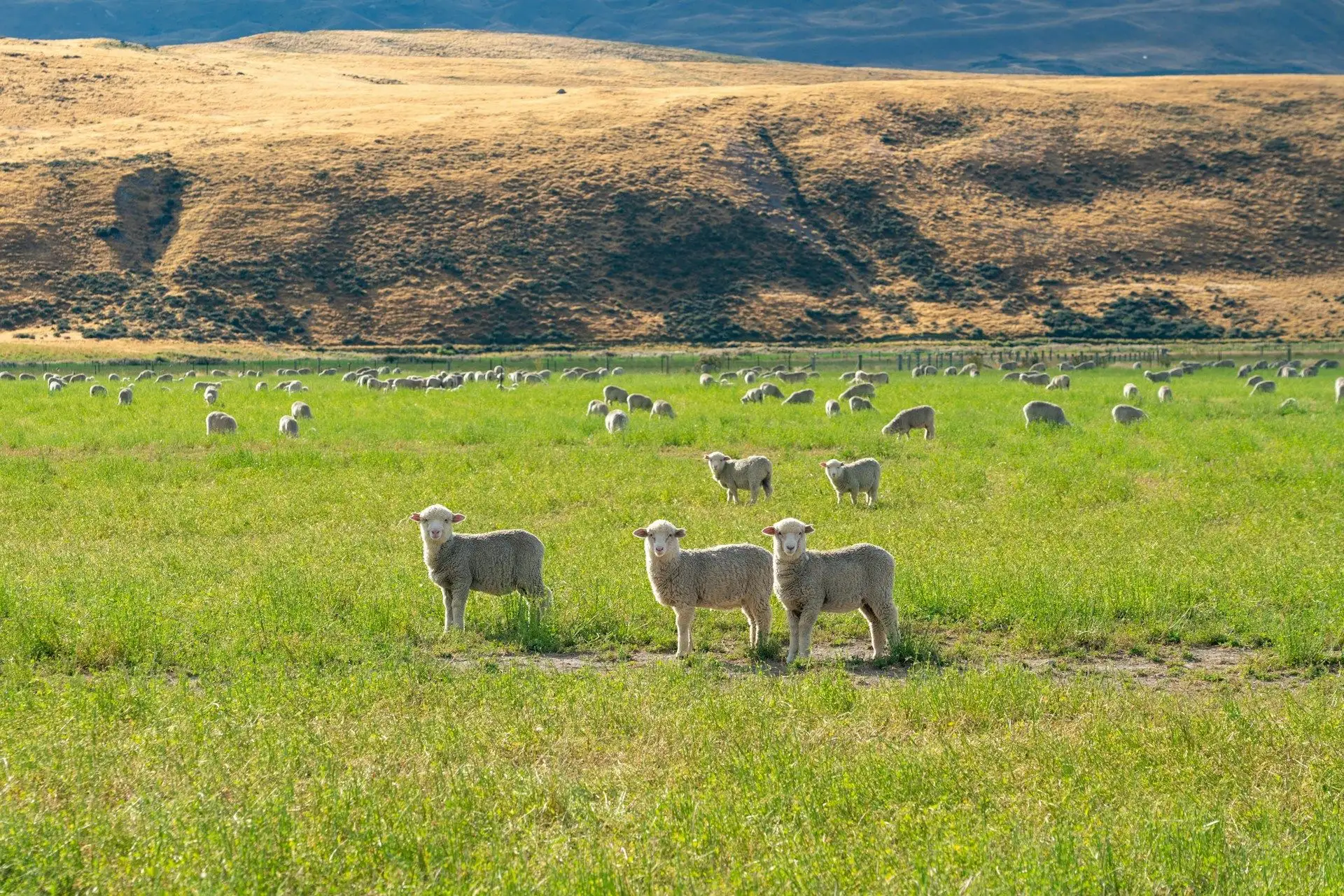 Lambs on green pasture below golden high-country hills