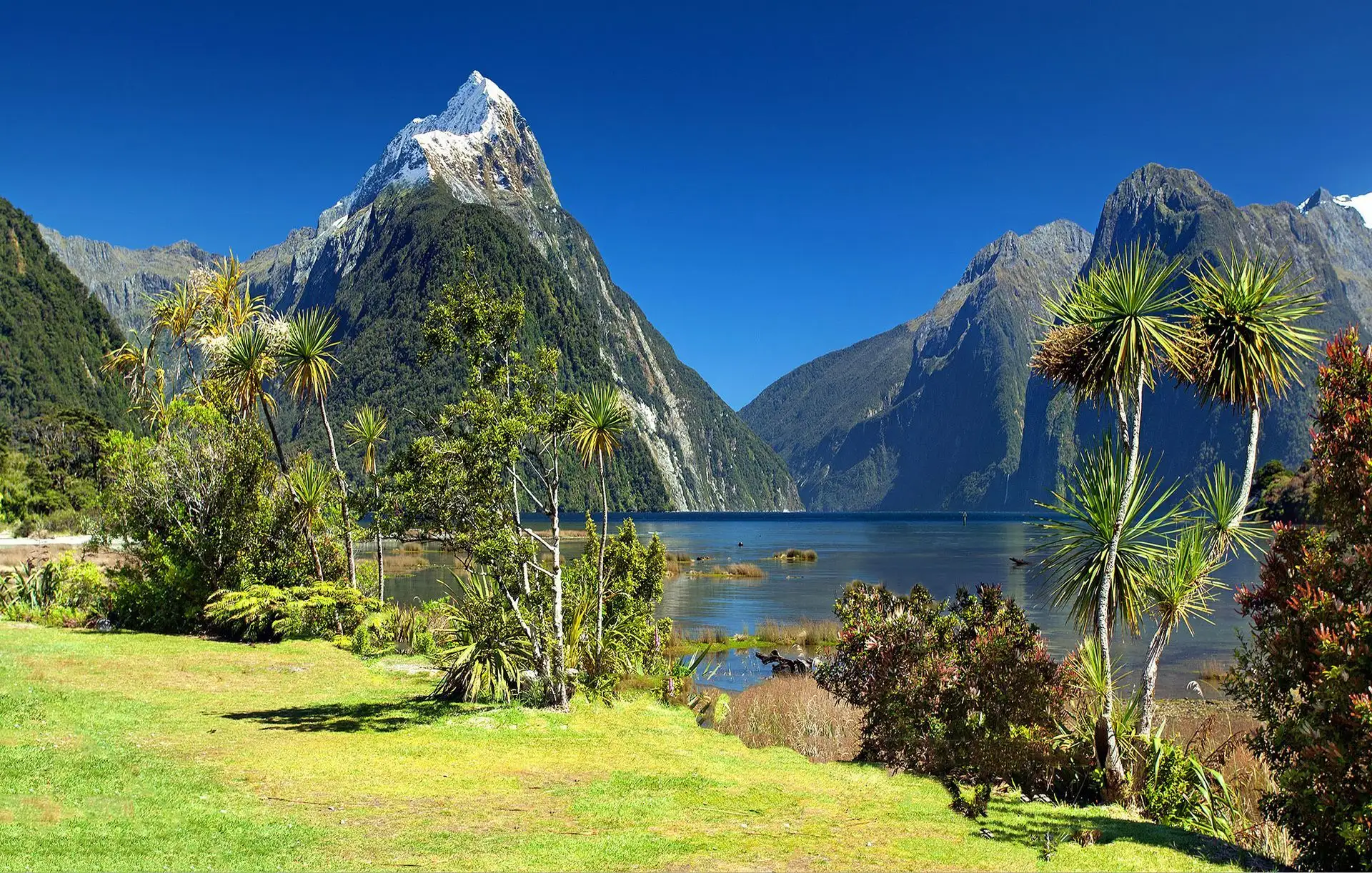 Mitre Peak above cabbage trees and a green lawn at Milford Sound under deep blue sky