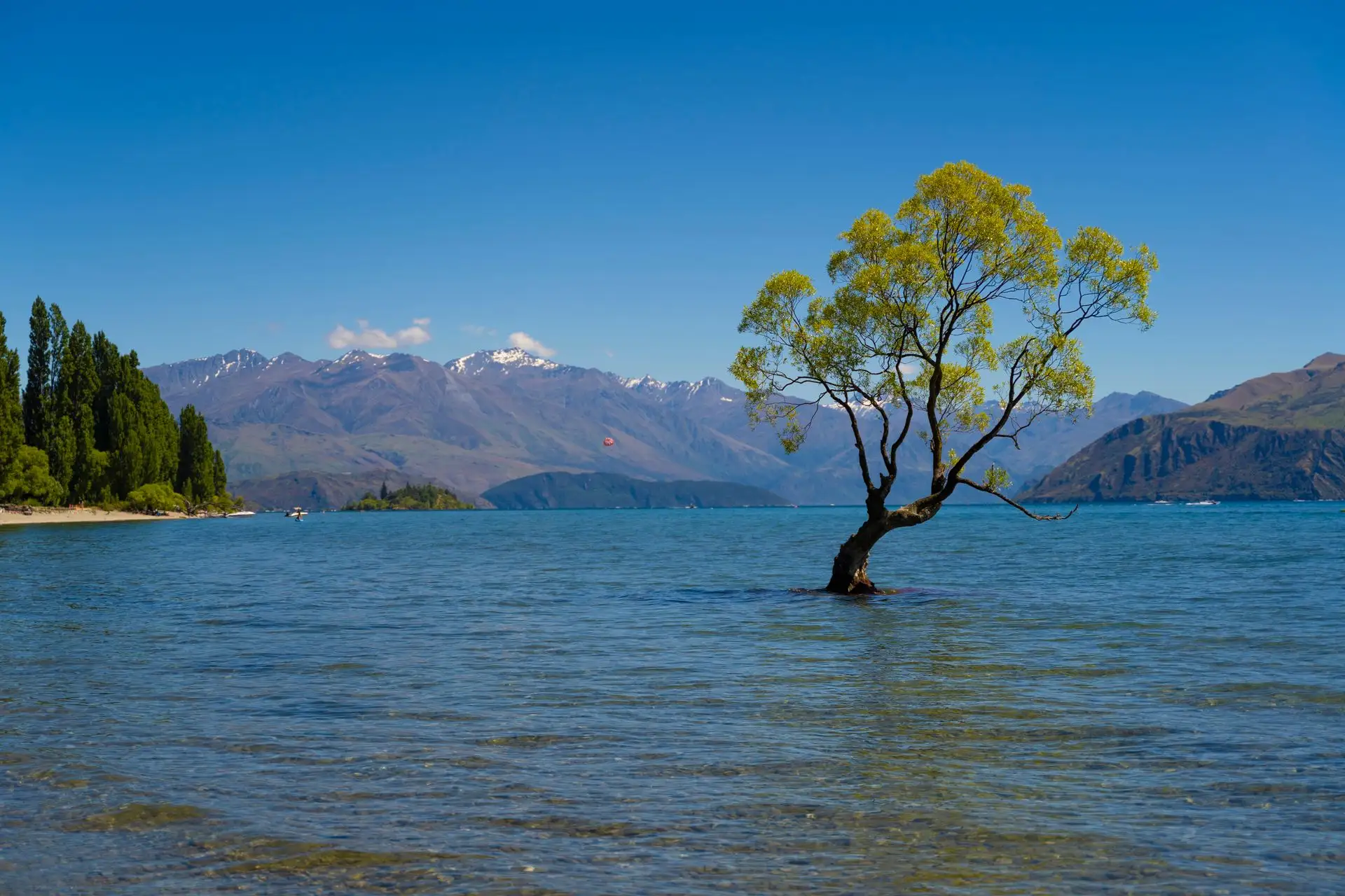 That Wanaka Tree in clear blue water with snow-topped mountains behind