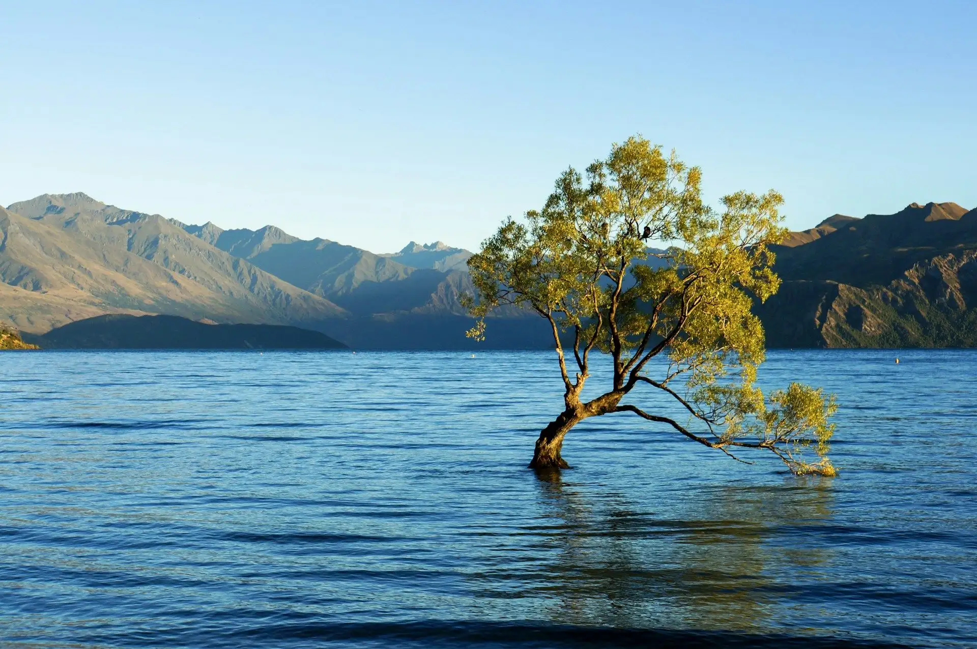 That Wanaka Tree in blue water with golden evening light on the mountains behind