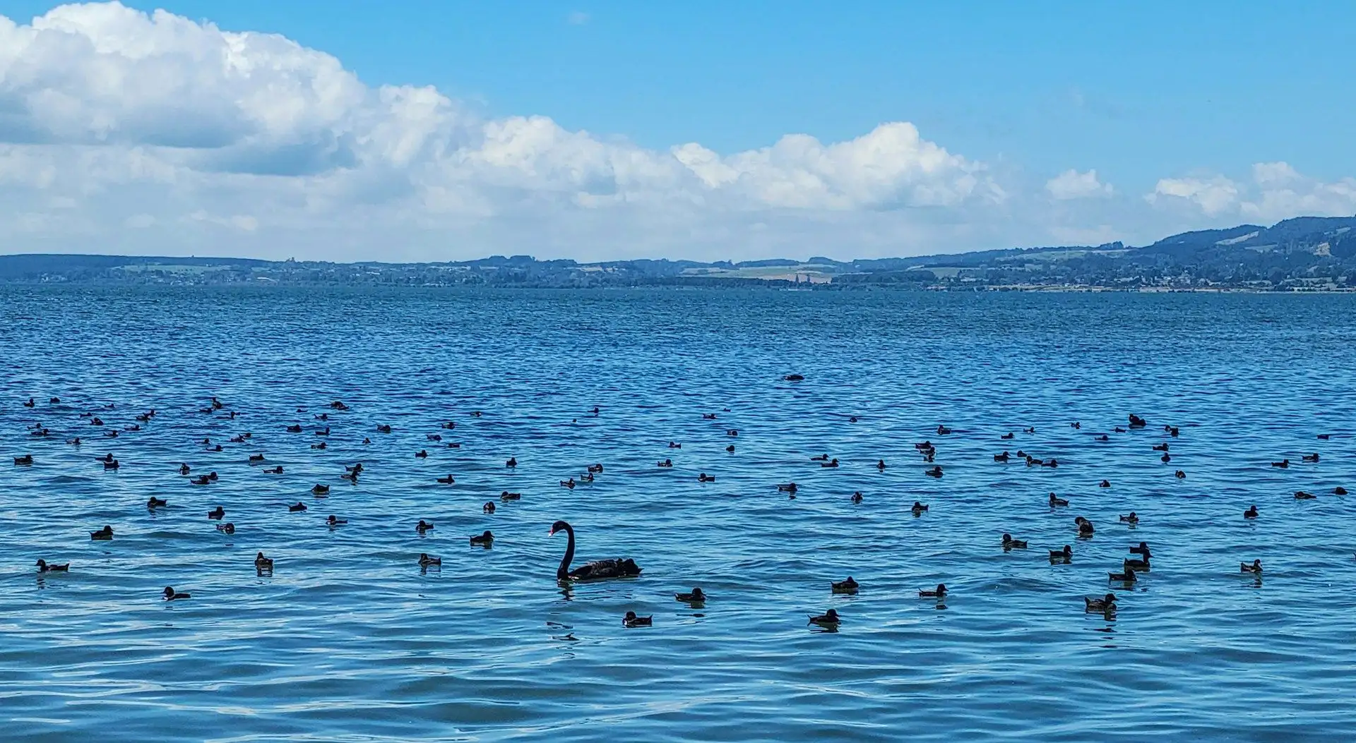 Black swans and ducks on the blue water of Lake Rotorua