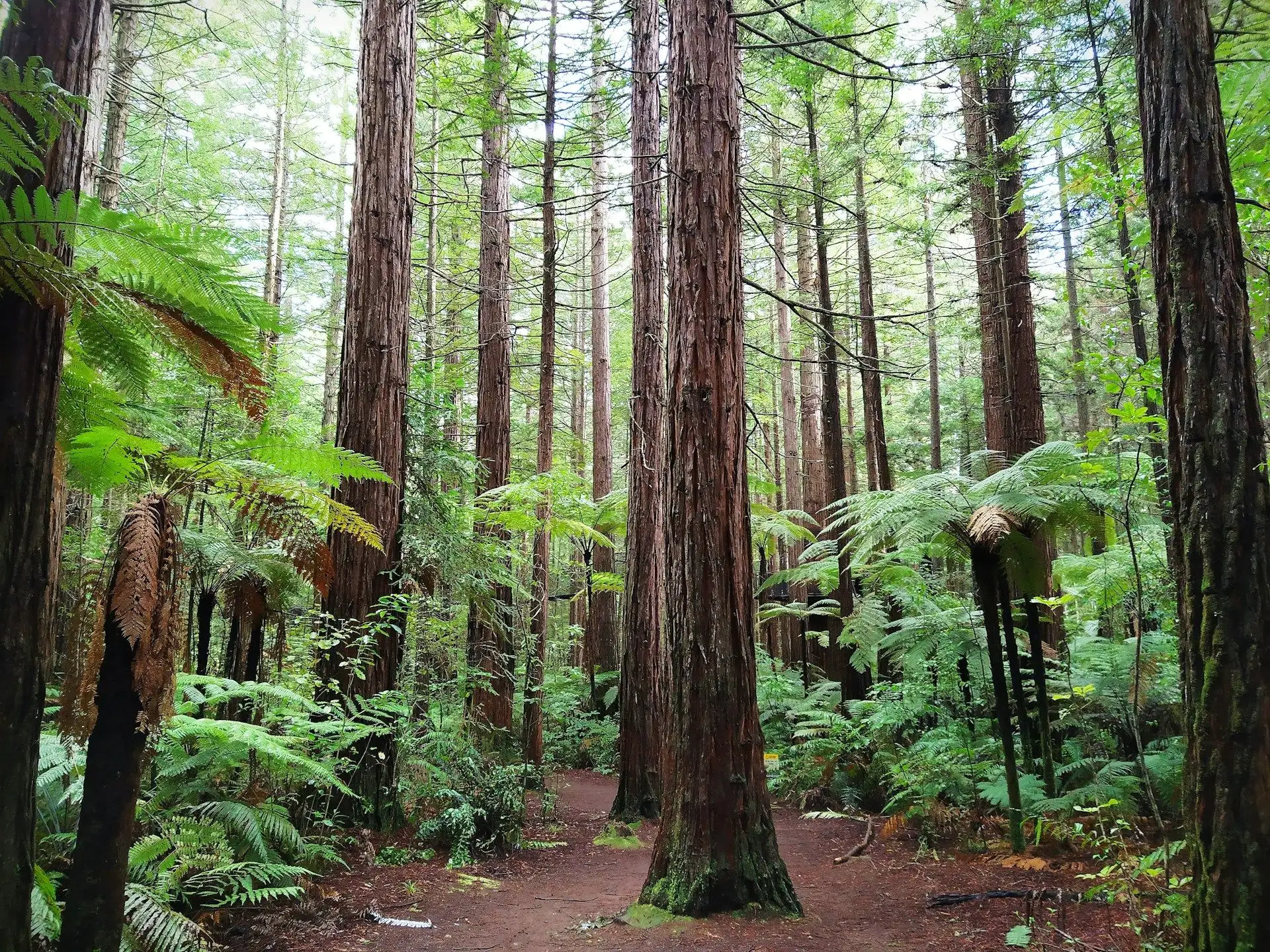 Giant redwoods and tree ferns on a forest trail at Rotorua