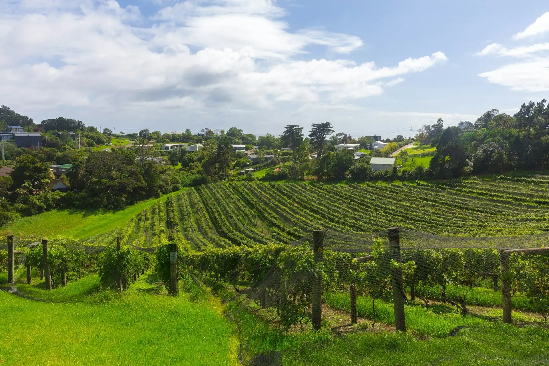 Green vineyard rows on a rolling hillside above the sea under cloud