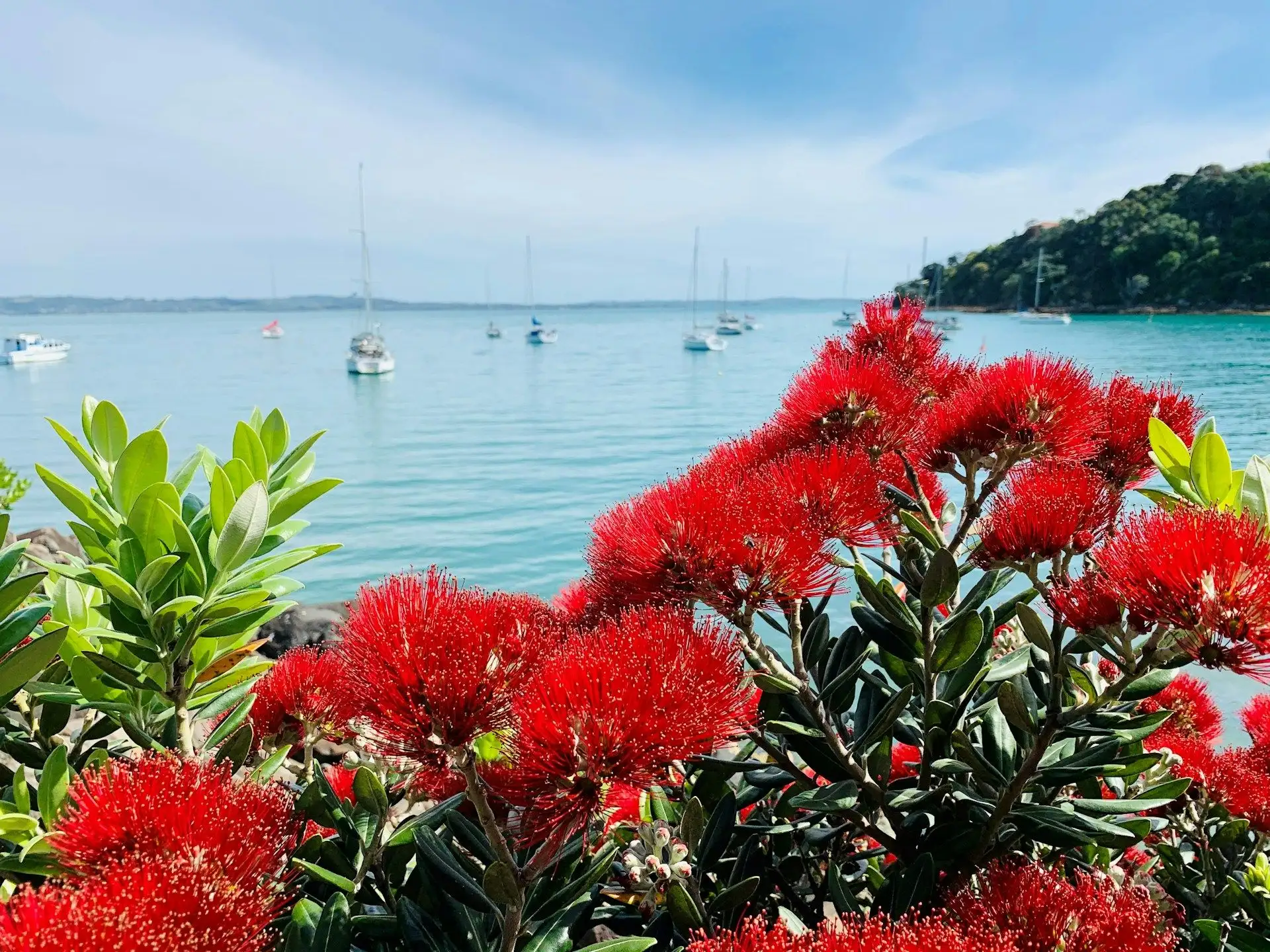 Red pohutukawa flowers in front of a sparkling bay with yachts on Waiheke Island