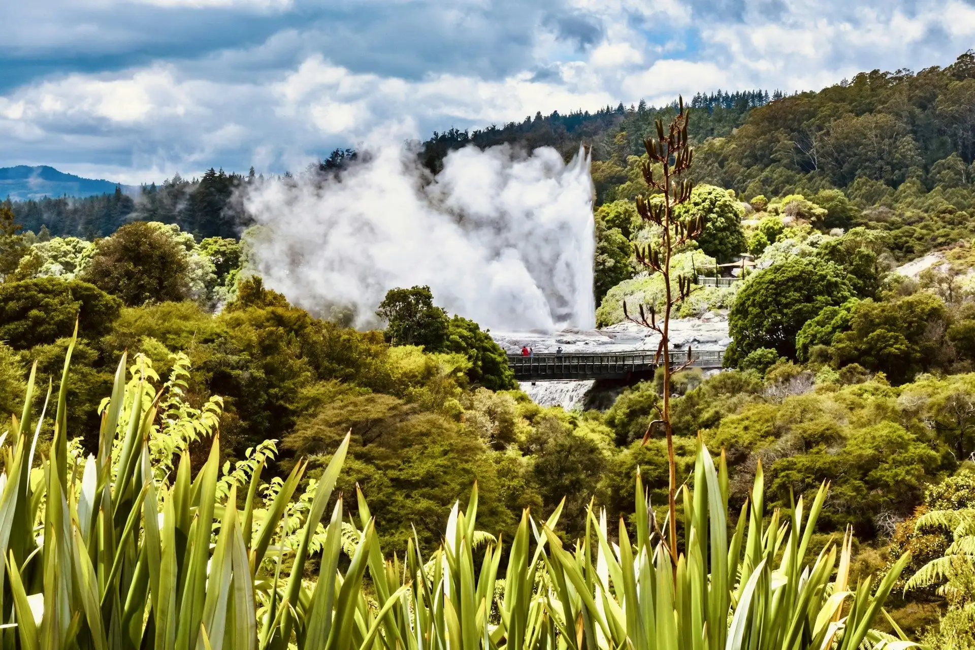 Pohutu Geyser erupting above green flax and bush at Te Puia, Rotorua