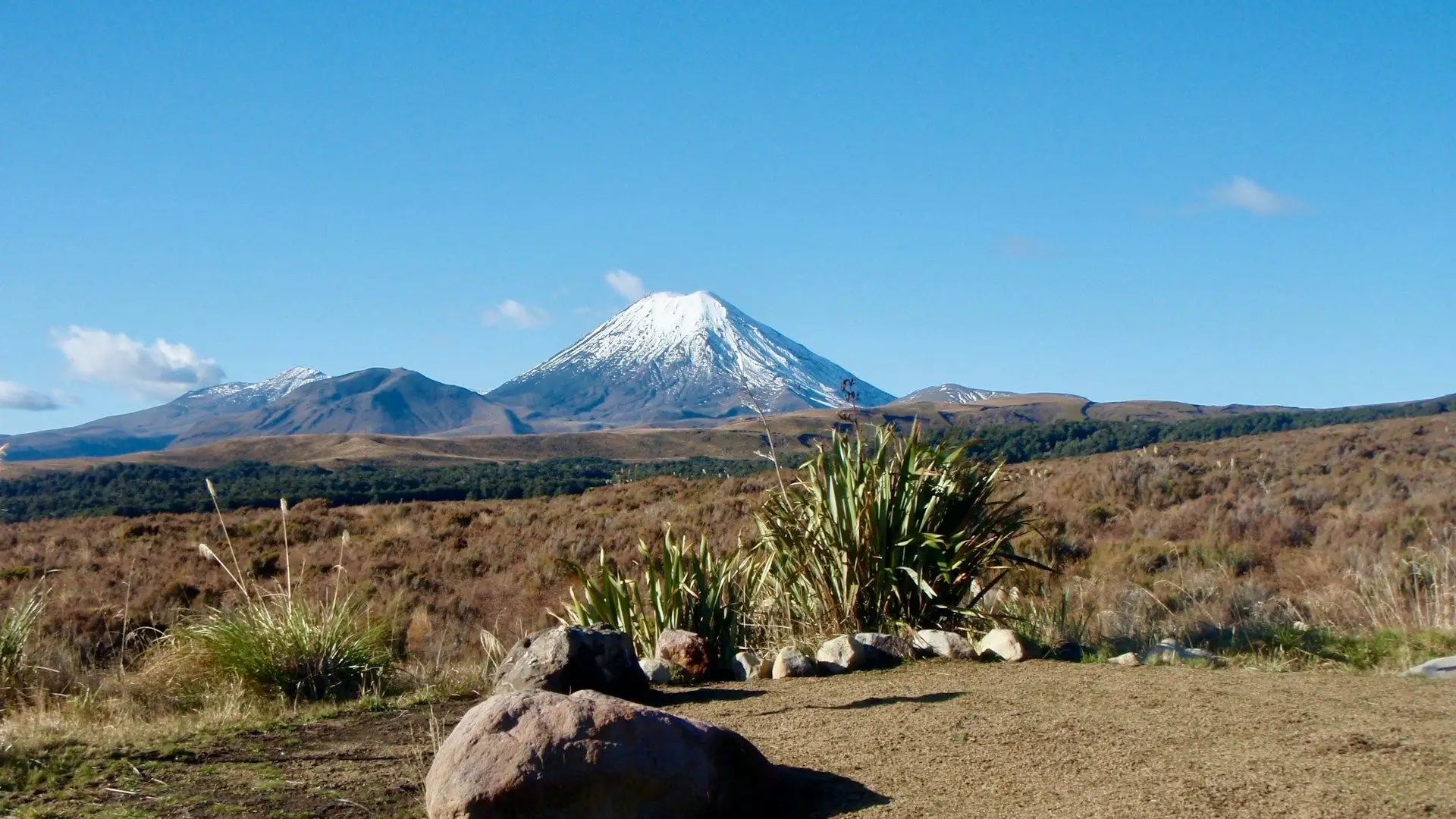 A snow-capped volcano above golden tussock and flax under a blue sky